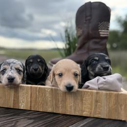 Dachshund Puppies from Coastal Bluff Pups