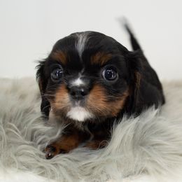 Cavalier King Charles Spaniel Puppies from Heritage Garden Cavaliers