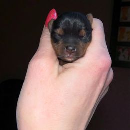 Puppy 1 - Blue and gold male Yorkshire Terrier puppy in Kendallville, Indiana from Yorkies Kisses