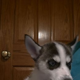 Willow - Black and white female Siberian Husky puppy in Brunswick, Ohio from Blue Star Siberians