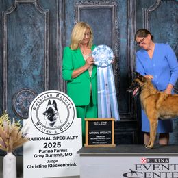 Flare - Belgian Malinois