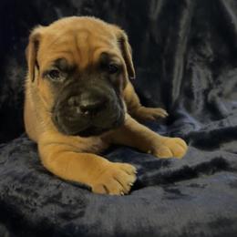 Gigi - Fawn female Cane Corso puppy in Centerville, Georgia from Kane Corso Kennels