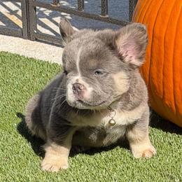 Dimitri-AKC Fluffy Long Hair - Tricolors male French Bulldog puppy in Palm Coast, Florida from Calypso Island French Bulldogs