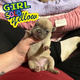 Yellow - Liver female French Bulldog puppy in Plainview, Texas from The Kings Ransom French Bulldogs