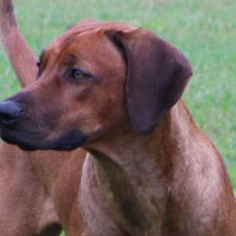 Rhodesian Ridgebacks from Andyboy Ridgebacks
