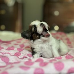 Papillon Puppies from Seven Pillars Papillon