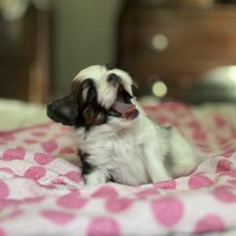 Papillon Puppies from Seven Pillars Papillon