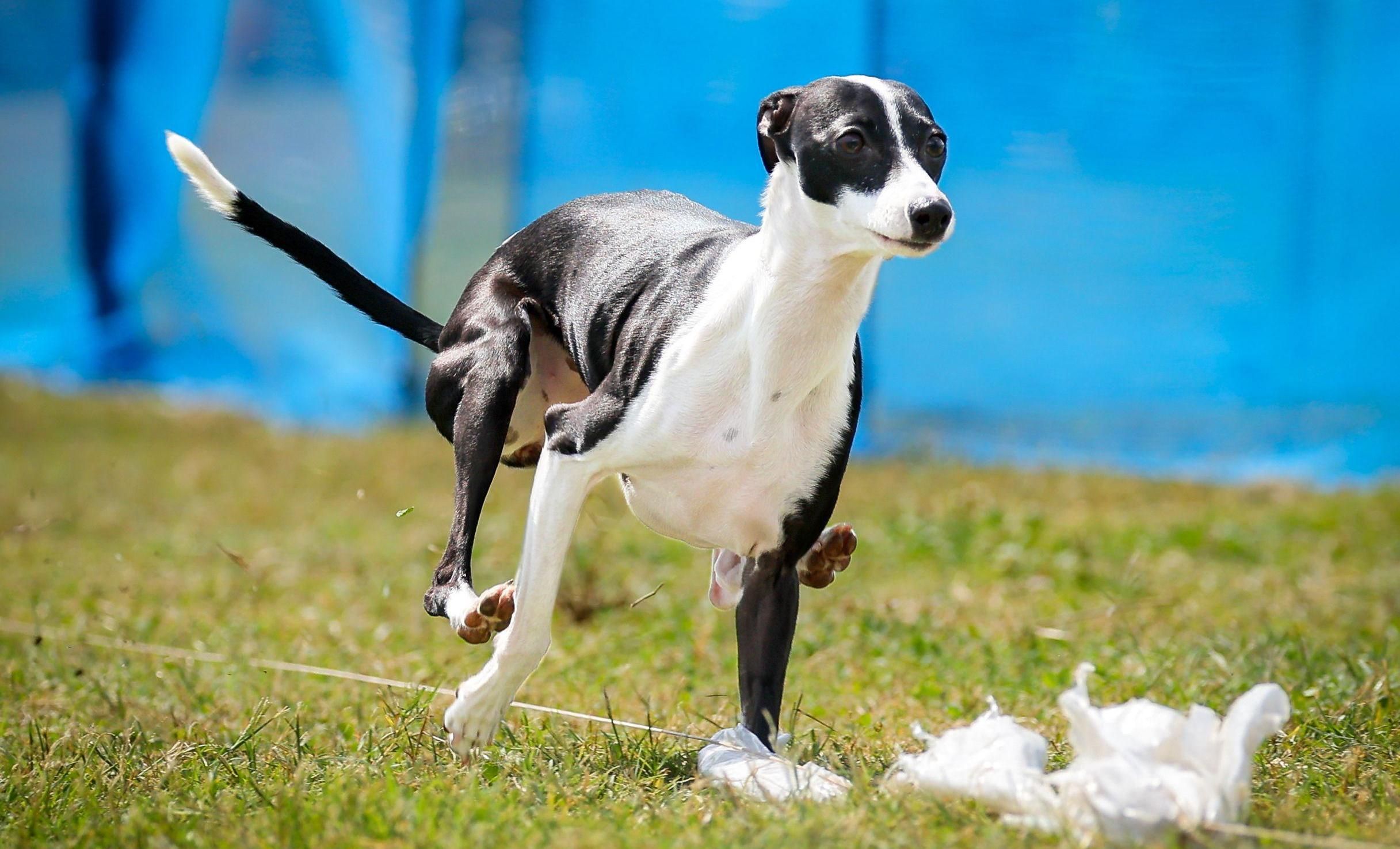 Galgo italiano perseguindo uma isca