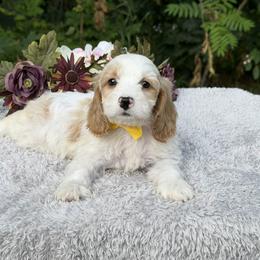 Yellow Bow - Blenheim male Cavapoo puppy in Evart, Michigan from Northern’s Cute Cuddly Cava Poos