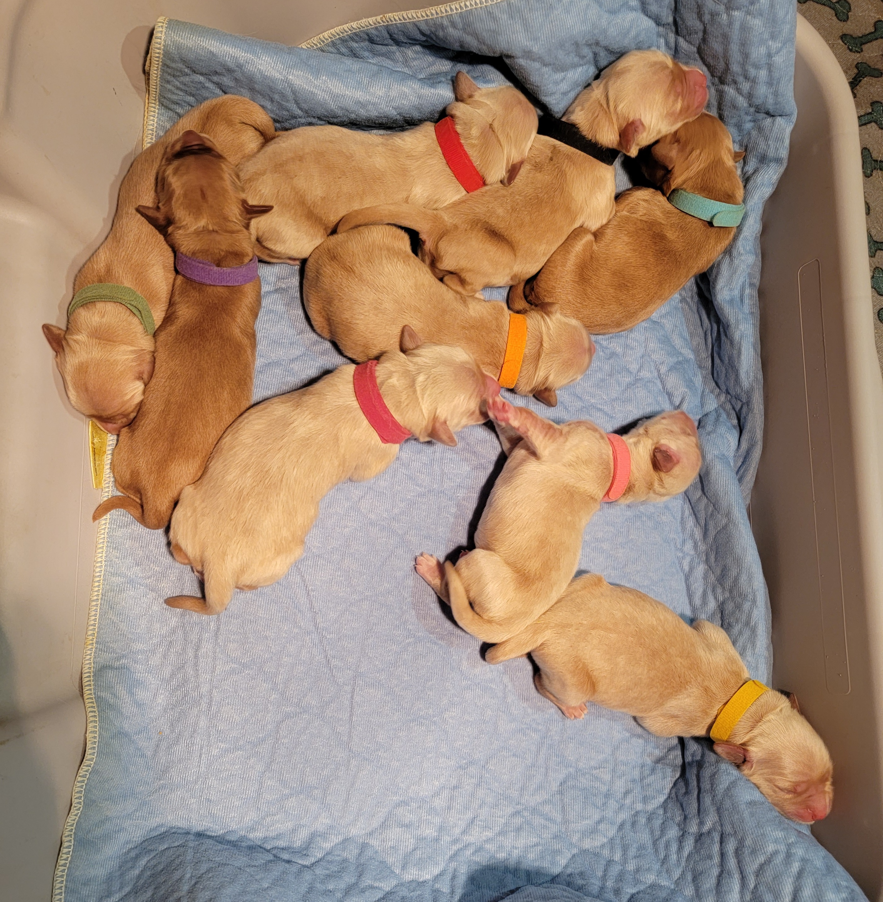 Golden Retriever Puppies from JK Goldens