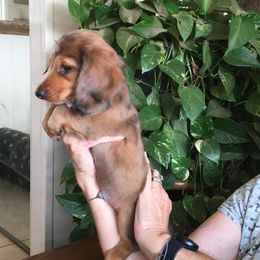 Dachshund Puppies from Windy Ridge Miniatures