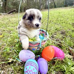 Dolly - Blue merle female Australian Shepherd puppy in Winnabow, North Carolina from Lazy Dayz Ranch