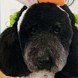 Georgie - Goldendoodle