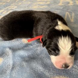 Australian Shepherd Puppies from Good Karma Aussies
