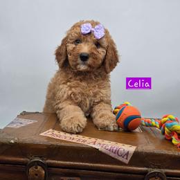 Celia - Red  female Goldendoodle puppy in Neillsville, Wisconsin from Granton Creek