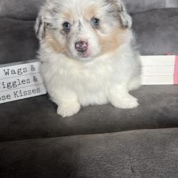 Rose - Blue merle and white female American Corgi puppy in Stuart, Iowa from Johnson Family Paws