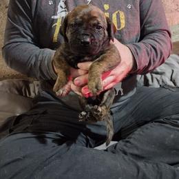 Grey girl - Brindle female Boerboel puppy in Dowagiac, Michigan from Flanders Kennels LLC
