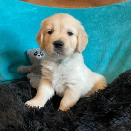 Priscilla - Light golden female Golden Retriever puppy in Ennis, Texas from Amberidge Golden Retrievers