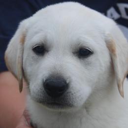 Champion Dad Oakley - Yellow female Labrador Retriever puppy in Spring Creek, Nevada from Badland Kennel