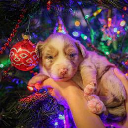 Frank Sinatra - Red merle male Miniature Australian Shepherd puppy in Hearne, Texas from Wigglebutts Unlimited