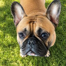 Larry - French Bulldog