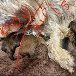 Girl 3 - Cairn Terrier puppy from KNKR FURBABIES Cairn Terriers