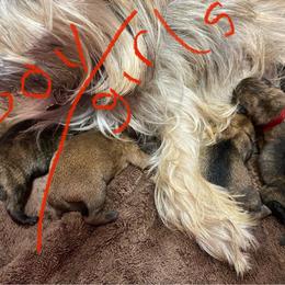 Girl 3 - Cairn Terrier puppy from KNKR FURBABIES Cairn Terriers