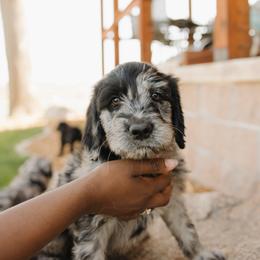 Loretta - Pink Collar - Merle female Goldendoodle puppy in Newell, Iowa from Front Porch Goldens