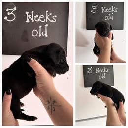 Girl 6 - Black female Great Dane puppy in Doylestown, Ohio from Dana's Danes