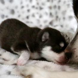 Red Collar - Black and white male Pomsky puppy in St. Peters, Missouri from Saint Peters Pomskies