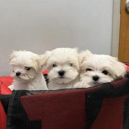 Blue - White male Maltese puppy in Anderson, South Carolina from Blossoming Gem’s Maltese