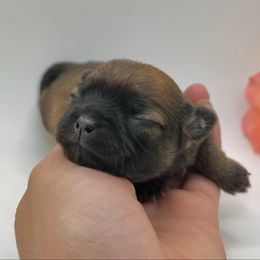 Moro - Chocolate sabled fawn female Chihuahua puppy in Silver Summit, Utah from Snow Peak Kennel