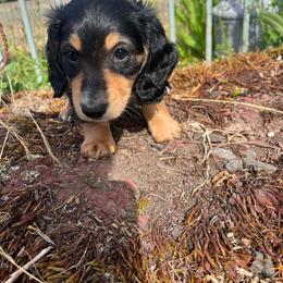 Miss Mustache - Black and tan female Dachshund puppy in Harrisburg, Oregon from Funny Farm Dachshunds