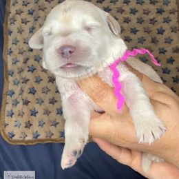 Hello World - Light golden female Golden Retriever puppy in Argyle, Texas from Skarlotte Goldens, LLC