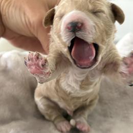 Sprout - Cream male Goldendoodle puppy in Brooksville, Florida from Abby’s Standard Goldendoodles