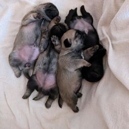 French Bulldog and Pug Puppies from Russell's Pugs and Frenchies