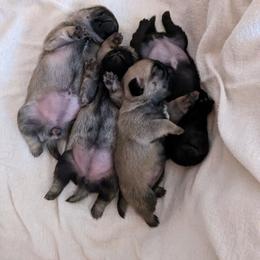 French Bulldog and Pug Puppies from Russell's Pugs and Frenchies