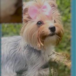 Sarita - Yorkshire Terrier