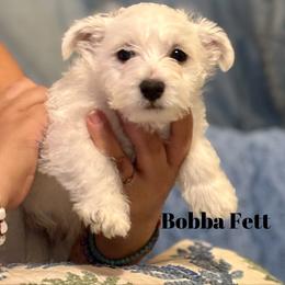 West Highland White Terrier Puppies from Amazing Grace Westies