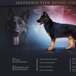 Astrid - German Shepherd