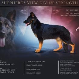 Astrid - German Shepherd