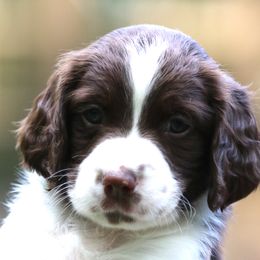 English Springer Spaniel Puppies from Southern Springers
