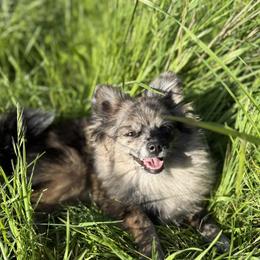 Pomeranian puppies from Cherrywell Carnivora