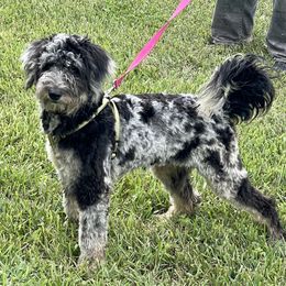 Aussiedoodles and Goldendoodles from Standard Goldendoodle and Doodles