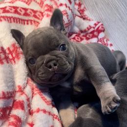 French Bulldog Puppies from @yarathefrenchie