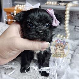 Rare Korean Moana - Black female Morkie puppy in Barren Springs, Virginia from Seeking Shalom Acres Maltese, Maltipoos & Havamalts