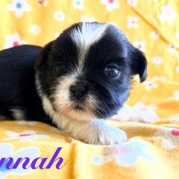 Hannah - Black and white female Shih Tzu puppy in Hemet, California from Aloha Shih Tzu