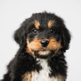 Solstice - Phantom female Bernedoodle puppy in Glendale, Arizona from Arizona Bernedoodles