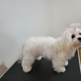 Peter - Maltese