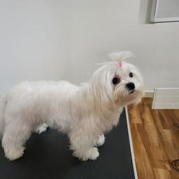 Peter - Maltese
